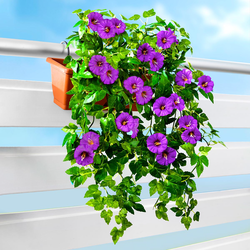 Umělá petúnie převislá, fialová